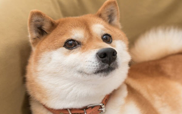 Dogecoin