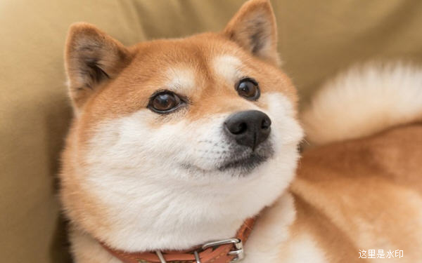 Dogecoin1